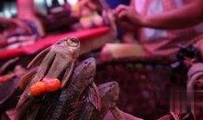 在线观看食人鱼,在线直播的生存挑战