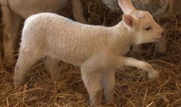 小羊妈妈爆料视频大全集,揭秘幕后故事与温馨瞬间