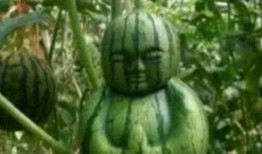 徐州网红吃瓜事件真相