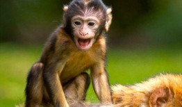 吃瓜长的像猴子的网红,吃瓜长成猴子的网红现象揭秘！”