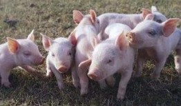 印尼猪瘟最新爆料新闻,最新爆料揭示严峻形势