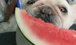 聊娱乐的吃瓜群众评价是什么,聊娱乐评价大揭秘