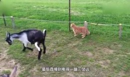 小羊妈妈爆料视频大全集,揭秘幕后故事与温馨瞬间