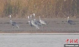 白枕鹤被爆料的视频是真的吗,白枕鹤爆料视频真实性揭秘