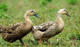 鸭王电影在线观看免费,揭秘网络观影新潮流