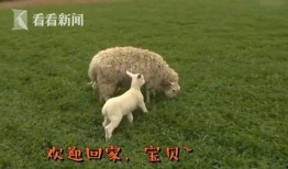 小羊妈妈爆料视频大全集,揭秘幕后故事与温馨瞬间