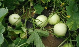 门主吃瓜爆料抖音网红,揭秘抖音网红背后的故事